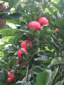 Contact. apple branc